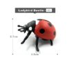 Ladybird-Beetle