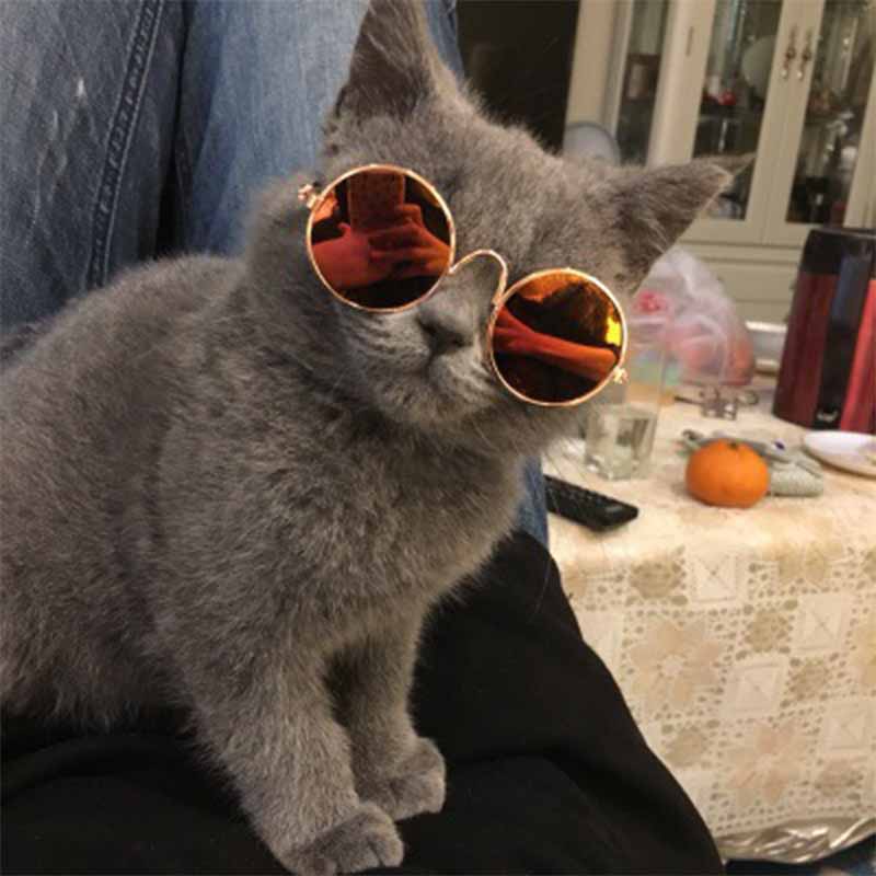 Cat or Little Dog Sunglasses